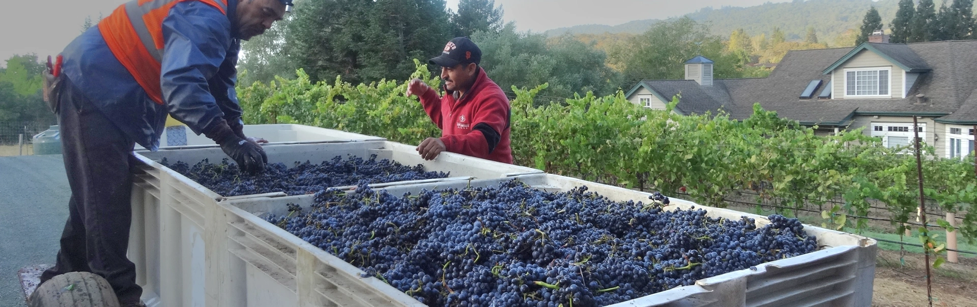 Best Single Vineyard Pinot Noir Wines | Zeka Vineyards